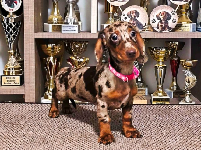 Dachshund puppy for sale