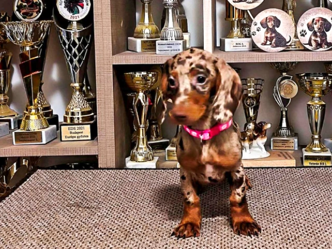 Dachshund puppy for sale