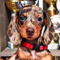 Eva, brown tiger Teckel en venta