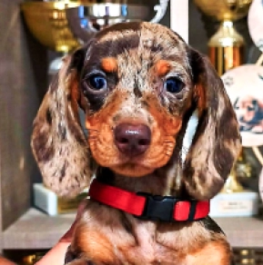 Dachshund puppy for sale