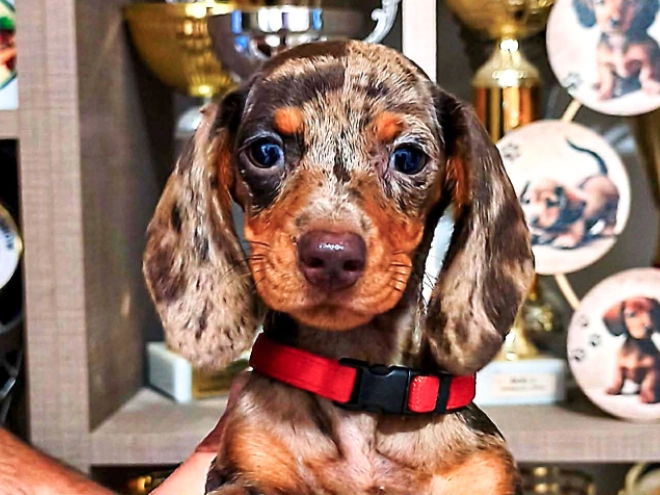 Dachshund puppy for sale