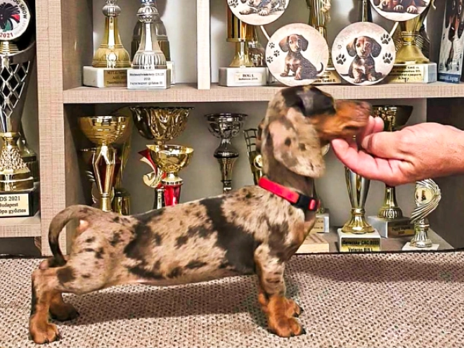 Dachshund puppy for sale