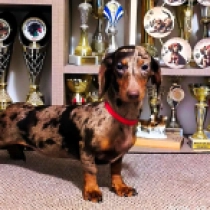 Eva, brown tiger Dachshund for sale