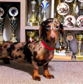Dachshund puppy for sale