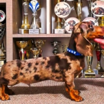 Charlie Brown, brown tiger Teckel en venta