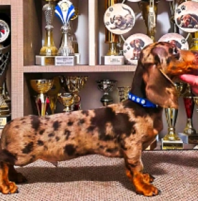 Dachshund puppy for sale