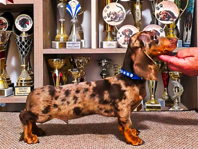 Dachshund puppy for sale