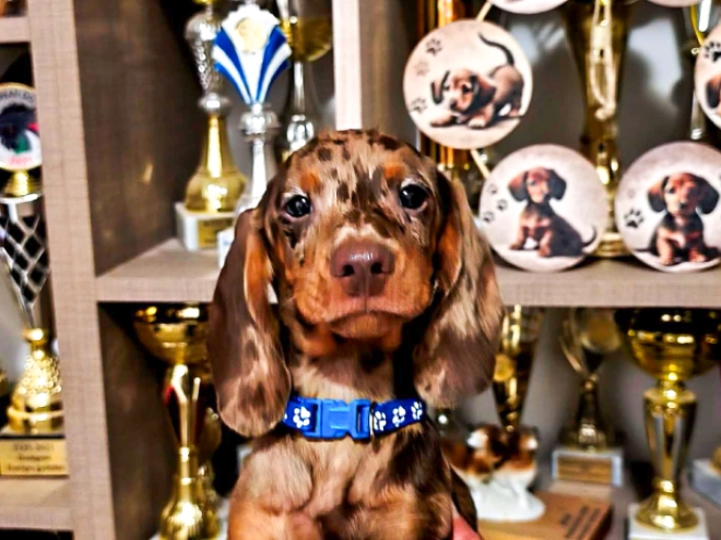 Dachshund puppy for sale