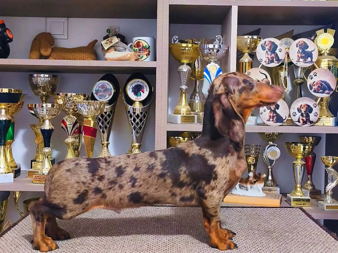 Dachshund puppy for sale