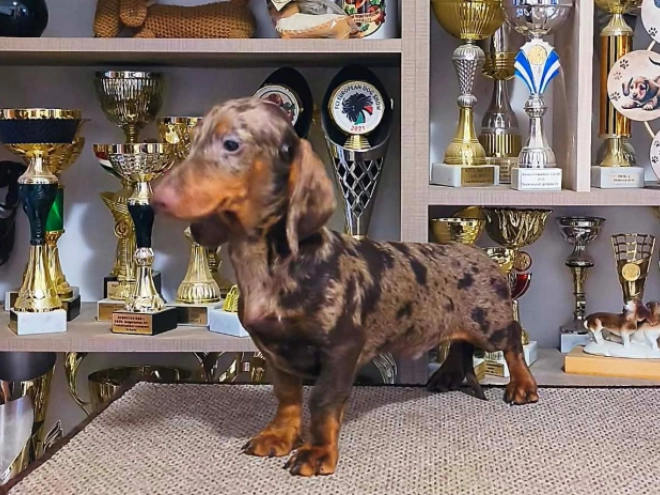 Dachshund puppy for sale