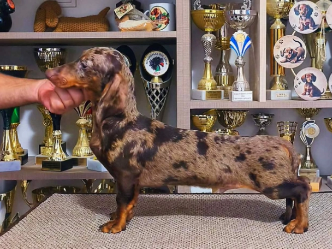 Dachshund puppy for sale