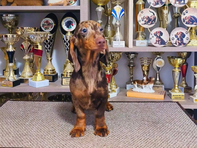 Dachshund puppy for sale