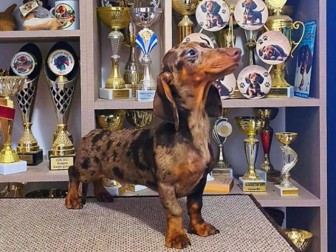 Dachshund puppy for sale