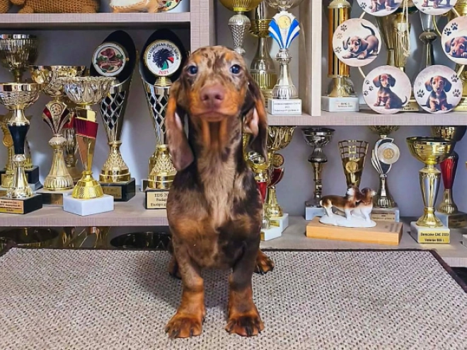 Dachshund puppy for sale
