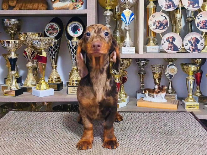 Dachshund puppy for sale
