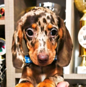 Dachshund puppy for sale