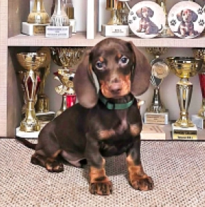 Dachshund puppy for sale