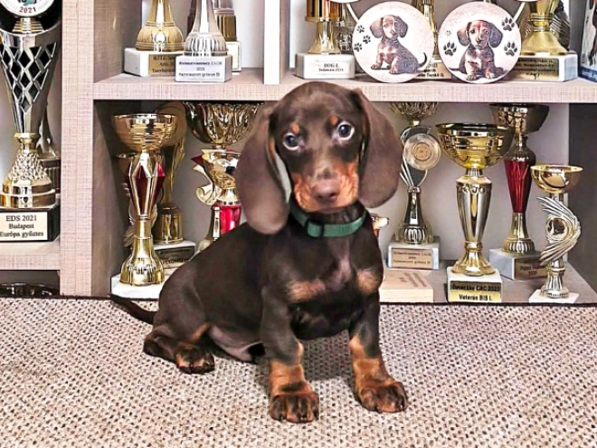 Dachshund puppy for sale