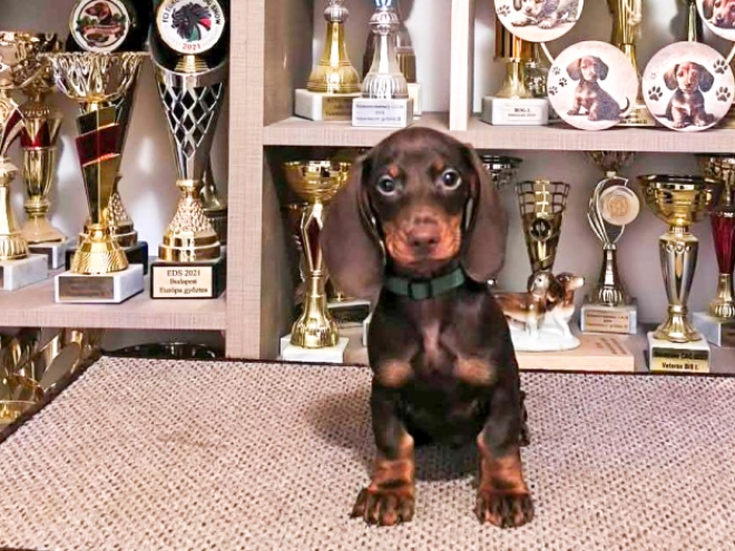 Dachshund puppy for sale