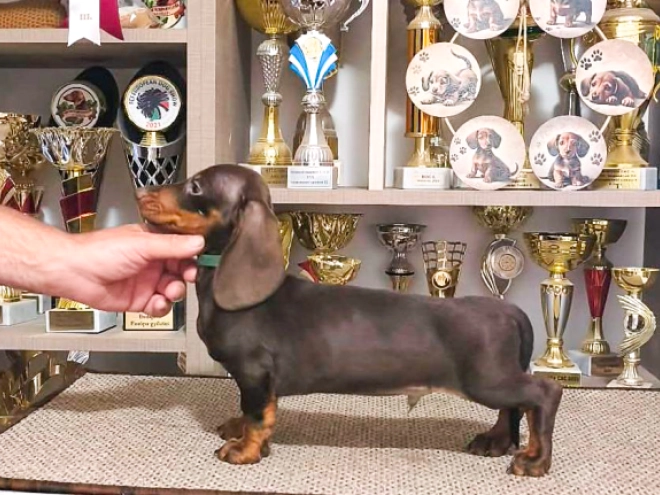 Dachshund puppy for sale