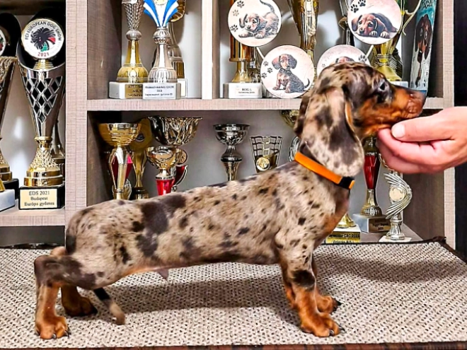 Dachshund puppy for sale