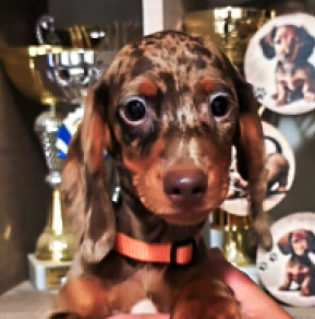 Dachshund puppy for sale