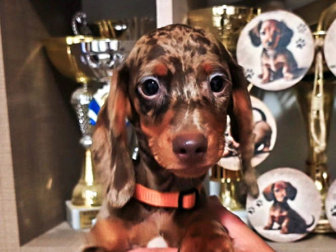 Dachshund puppy for sale