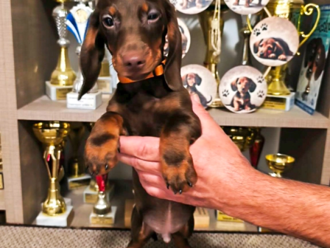 Dachshund puppy for sale