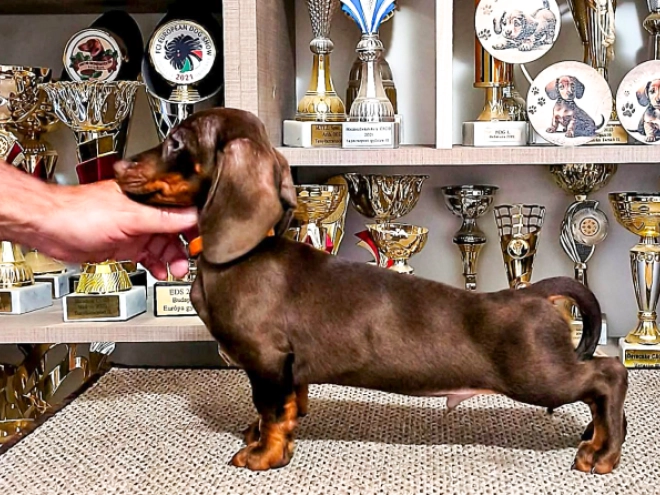 Dachshund puppy for sale