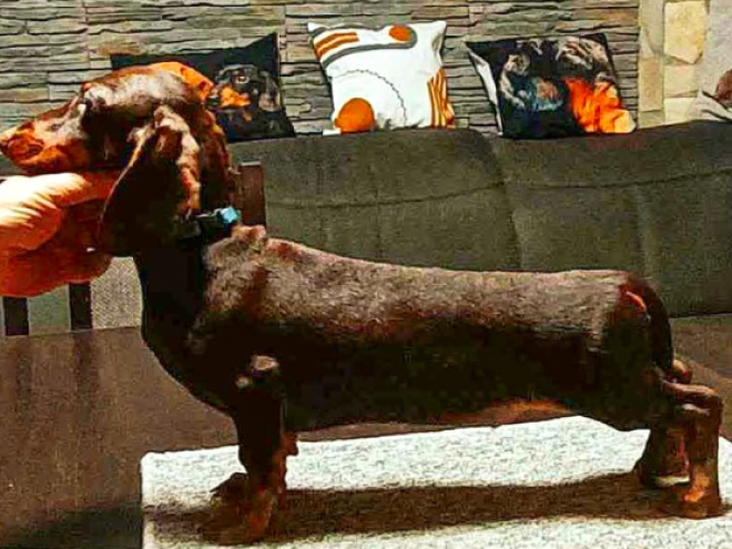 Dachshund puppy for sale