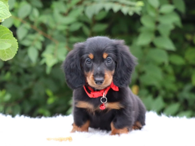 Perros Dachshund en venta