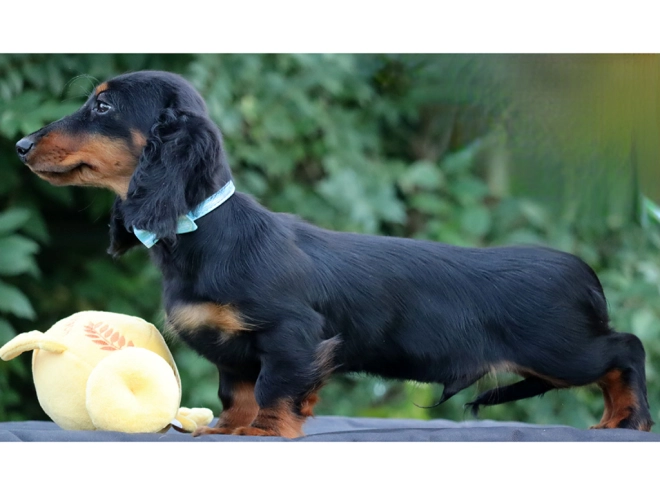 Perros Dachshund en venta