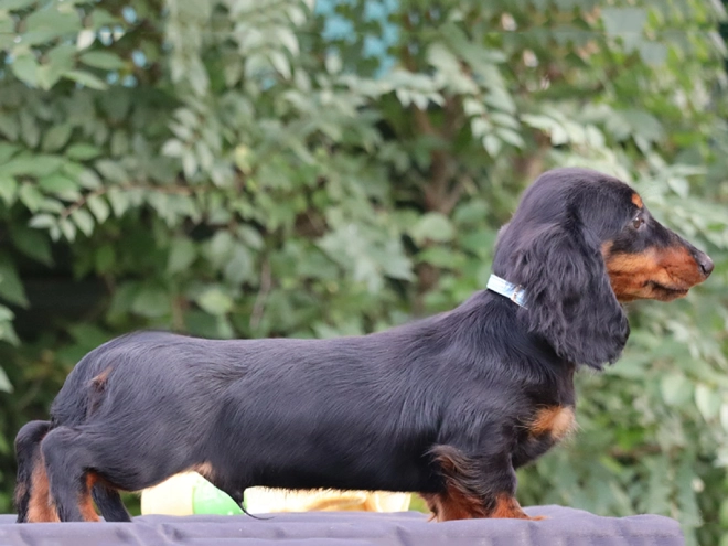Perros Dachshund en venta