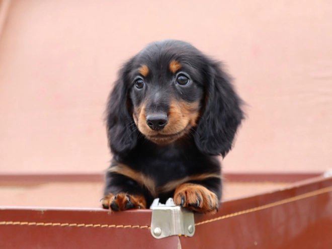 Perros Dachshund en venta