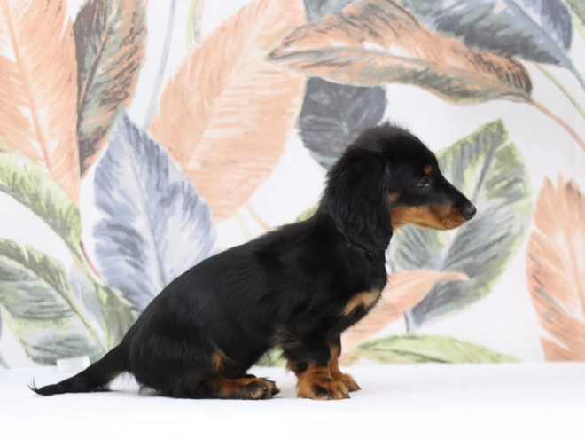 Perros Dachshund en venta