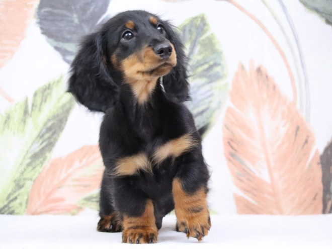 Perros Dachshund en venta