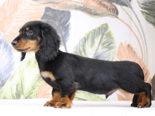 Perros Dachshund en venta