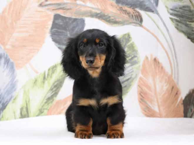 Perros Dachshund en venta