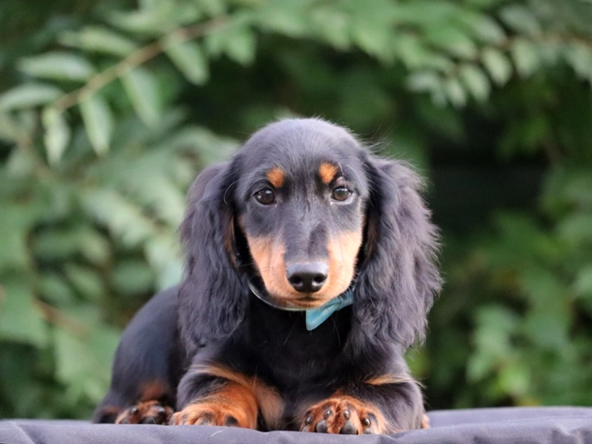 Perros Dachshund en venta