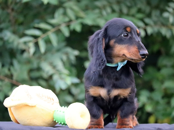 Perros Dachshund en venta