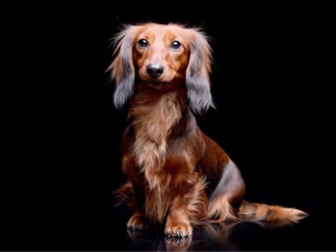 Perros Dachshund en venta