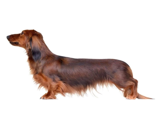 Perros Dachshund en venta