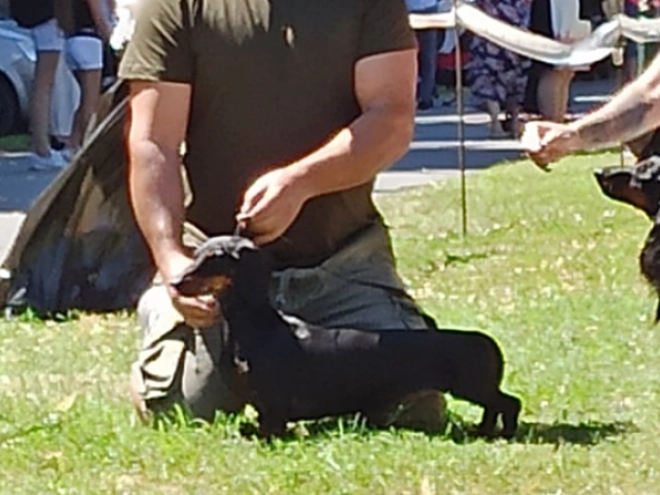 Perros Teckel en venta