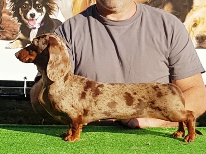 Perros Dachshund en venta