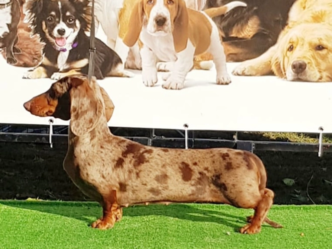 Perros Dachshund en venta