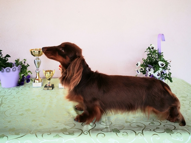 Perros Dachshund en venta