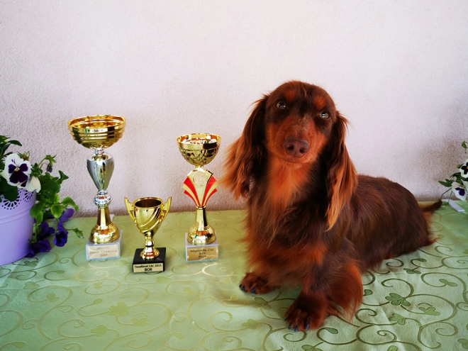 Perros Dachshund en venta