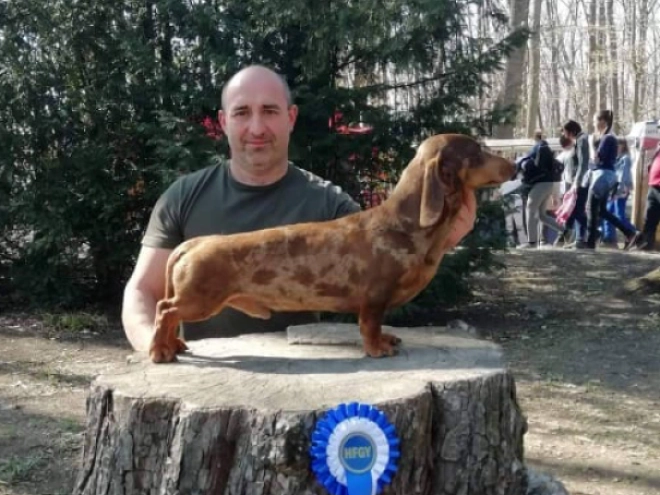 Dachshund puppy for sale