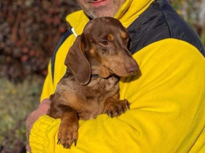 Dachshund puppy for sale