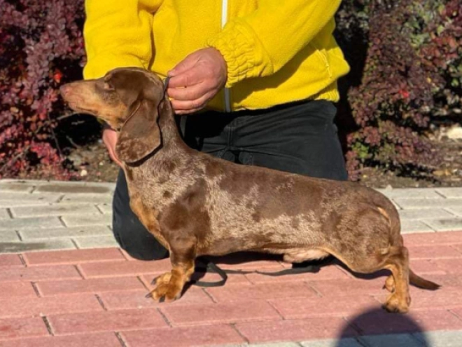 Dachshund puppy for sale